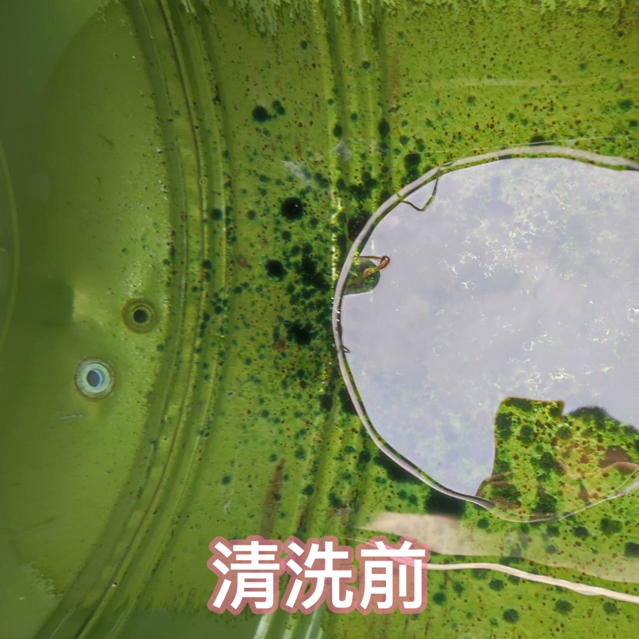台中沙鹿地區水塔清洗#1 